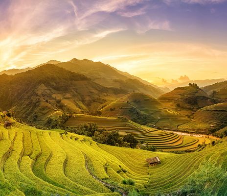Reisfelder in Vietnam