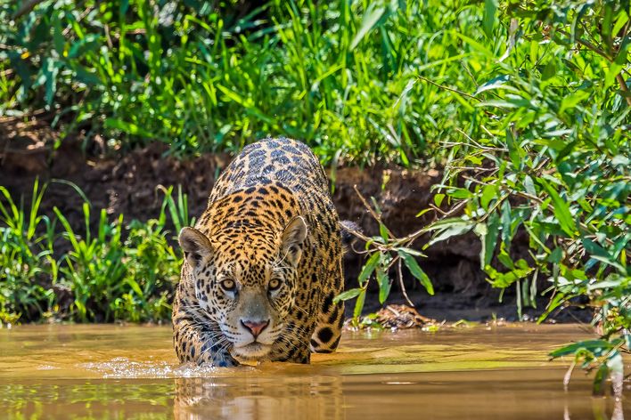 Jaguar am bewachsenen Flussufer im Pantanal in Brasilien.