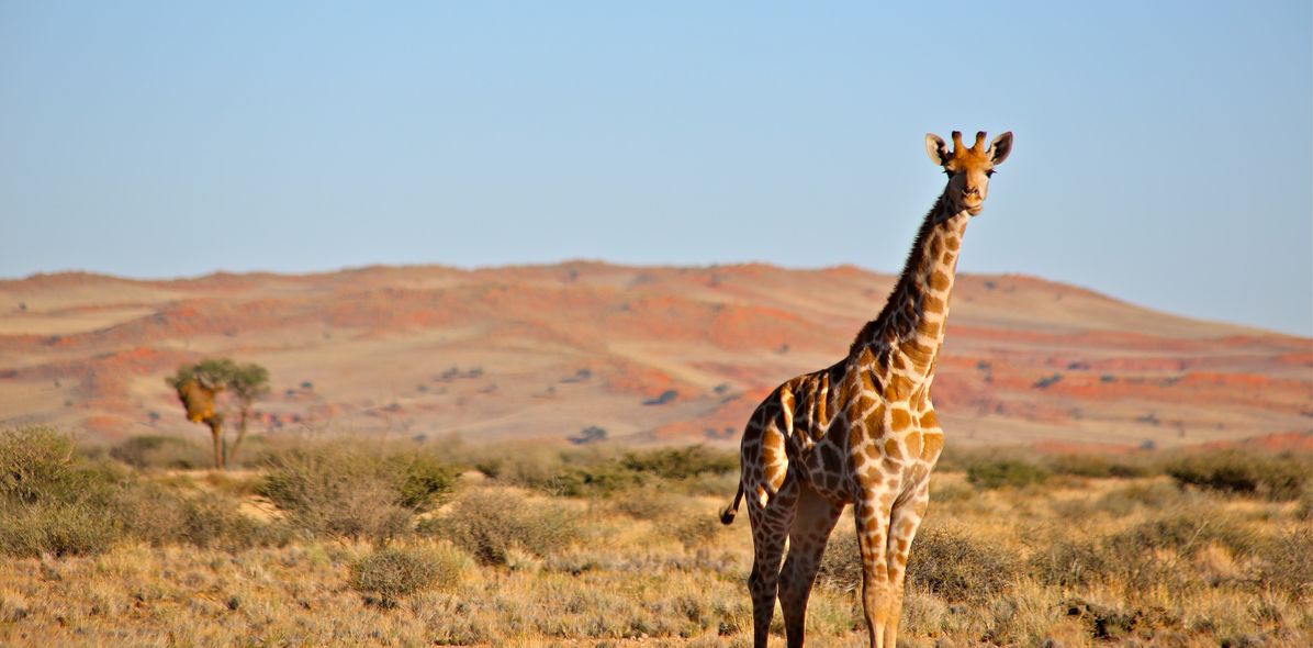 Giraffe in der Savanne in Namibia
