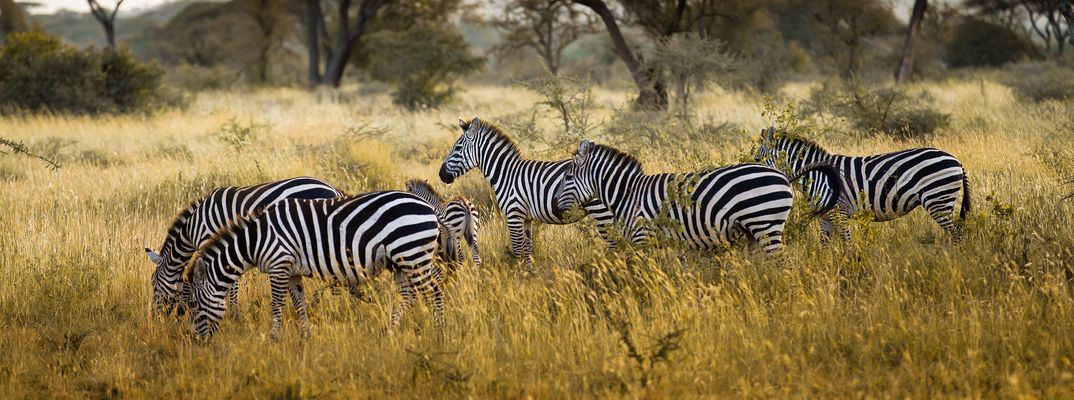Zebras in Tansania