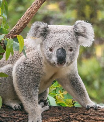 Koala Bär in Australien