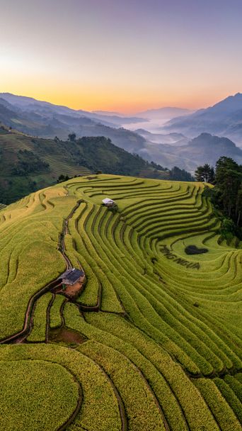 Reisfelder in Vietnam