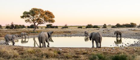 Wasserloch Elefanten Etosha Nationalpark