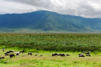 Ngorongoro Krater Landschaft mit Büffeln und Zebras