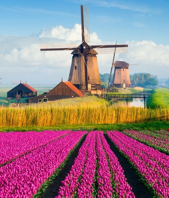Windmühlen und Tulpenfelder in Holland