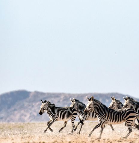 Zebras laufen durch Steppe in Namibia