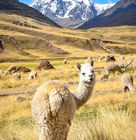Alpaka auf Hochlandwiese nahe Cusco mit schneebedeckten Andengipfeln