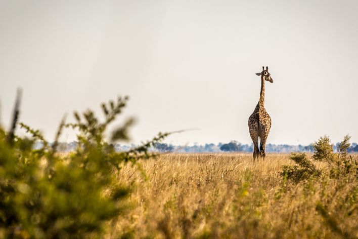 Giraffe in der Savanne