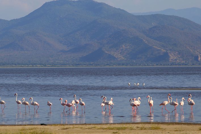 Flamingos im Manyara-See