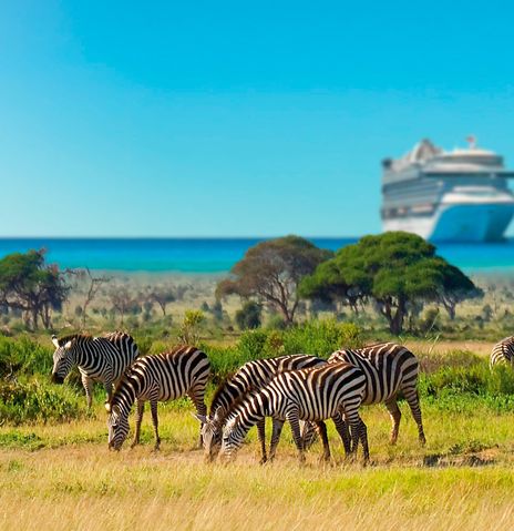 Blick auf Zebras und Kreuzfahrtschiff