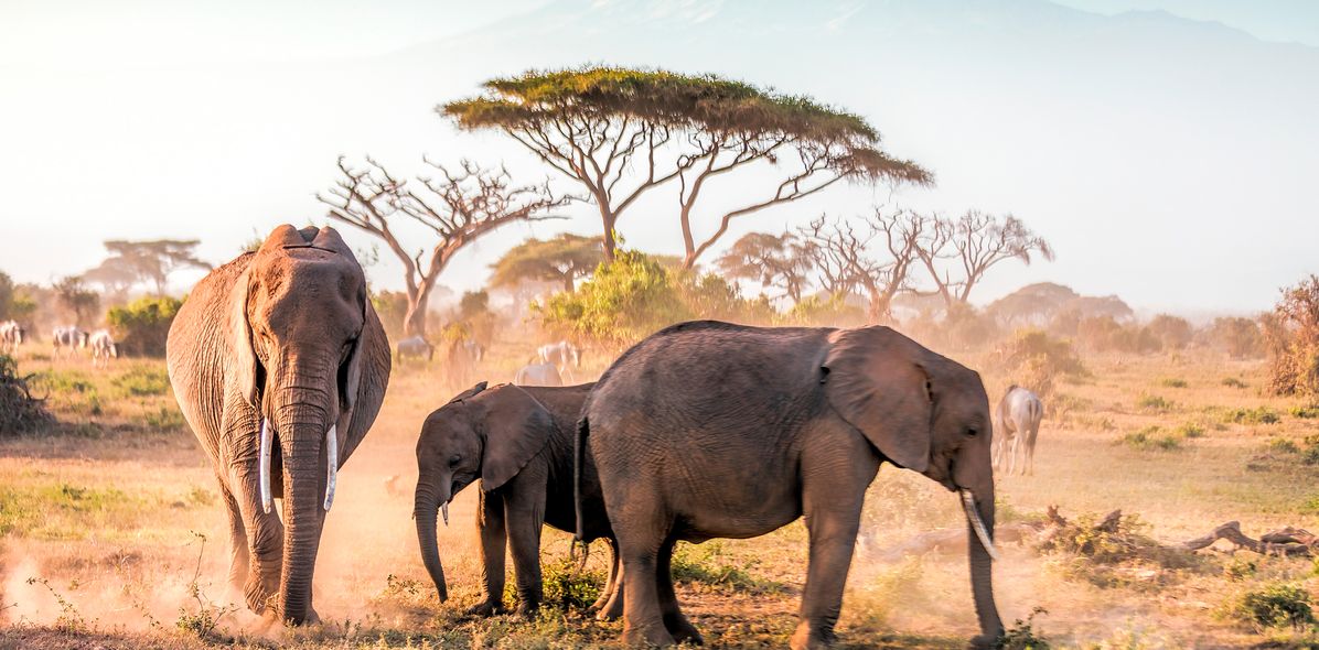 Gruppe von Elefanten im Amboseli Nationalpark in Kenia