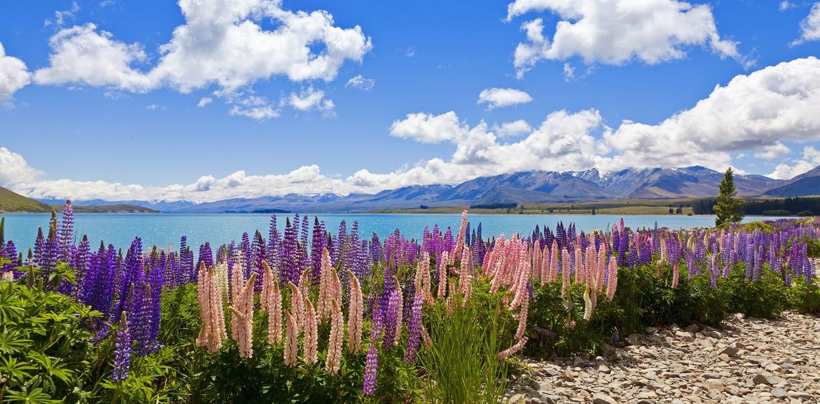 Blumenfeld und Landschaft in Neuseeland
