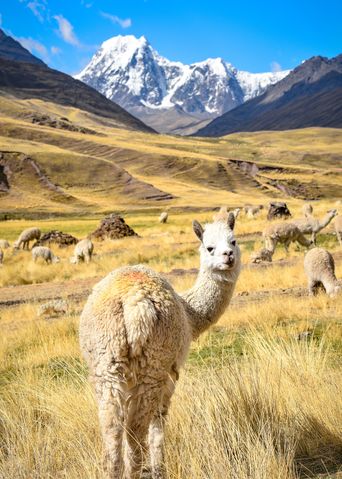 Lama in Peru