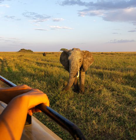 Ein Afrikanischer Elefant nähert sich einem Safari-Fahrzeug in der offenen Graslandschaft der Savanne.