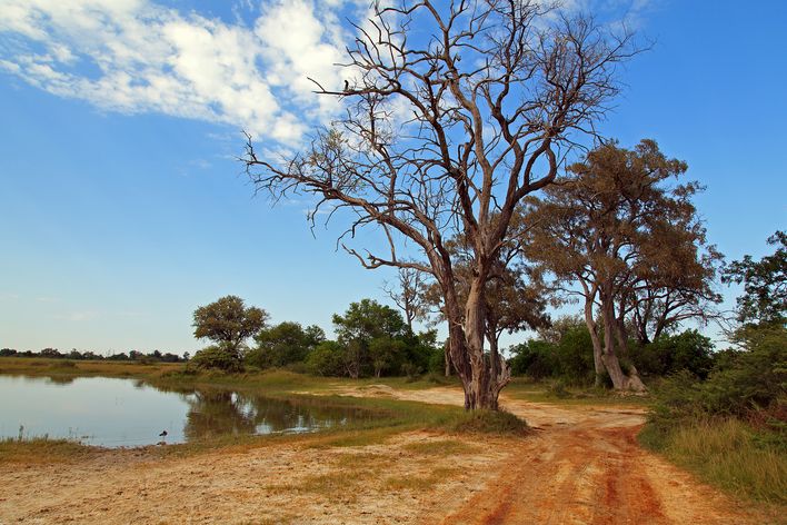 Landschaft im Moremi Game Reserve