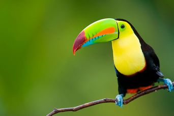 Tukan mit farbenprächtigem Schnabel in Costa Rica