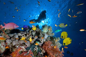 Unterwasserwelt im Roten Meer