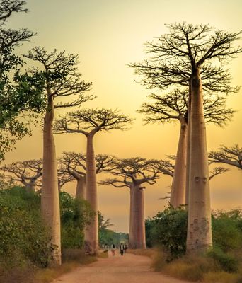 Madagaskar
