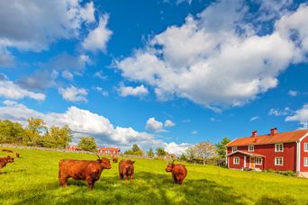 Kühe auf einer Wiese in Schweden