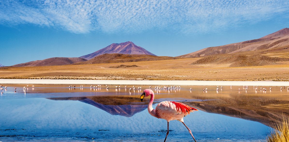 Flamingo in Bolivien