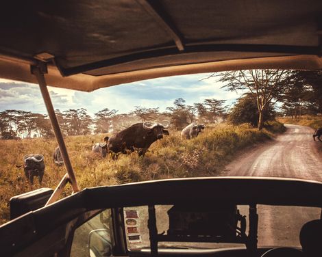 Safari-Abenteuer und Traumstrand im Herzen Ostafrikas-0