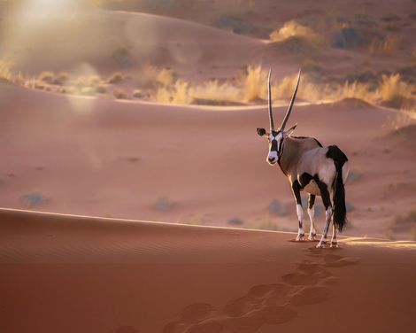 Entdecker-Trio für Afrika-Fans-2