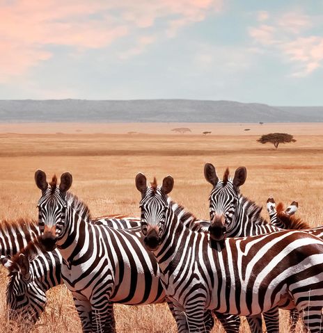 Zebras in der Savanne