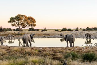 Elefanten in Namibia