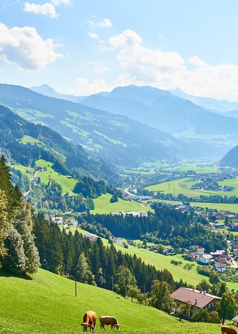 Weide mit Kühen im Zillertal