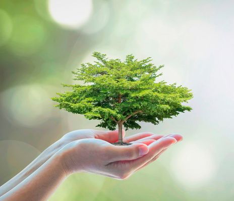 Baum in den Händen eines Menschens