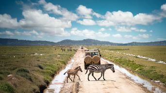 Weite Savannenlandschaft in Tansania mit grünen Ebenen und Wildtieren