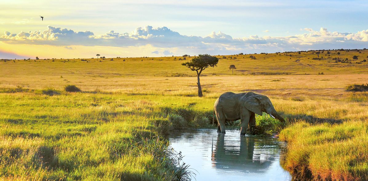 Elefant in Kenia