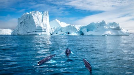 Eisberge im Ilulissat-Eisfjord mit Delfinen im Vordergrund