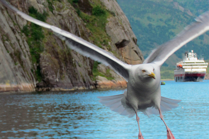 Möwe vor Kreuzfahrtschiff