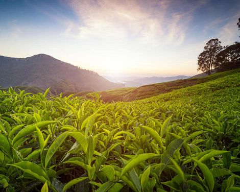 Kreuzfahrt mit der Royal Princess von Singapur bis Sydney inkl. Malaysia-Rundreise