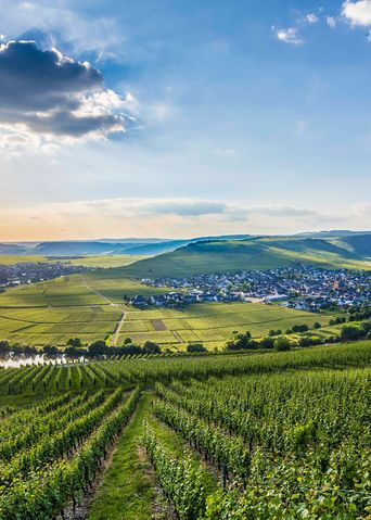 Blick auf die Mosel