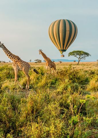 Giraffen in Tansania