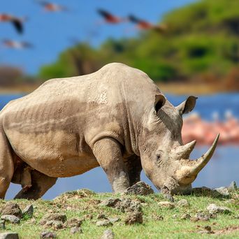 Nashorn in der freien Natur 