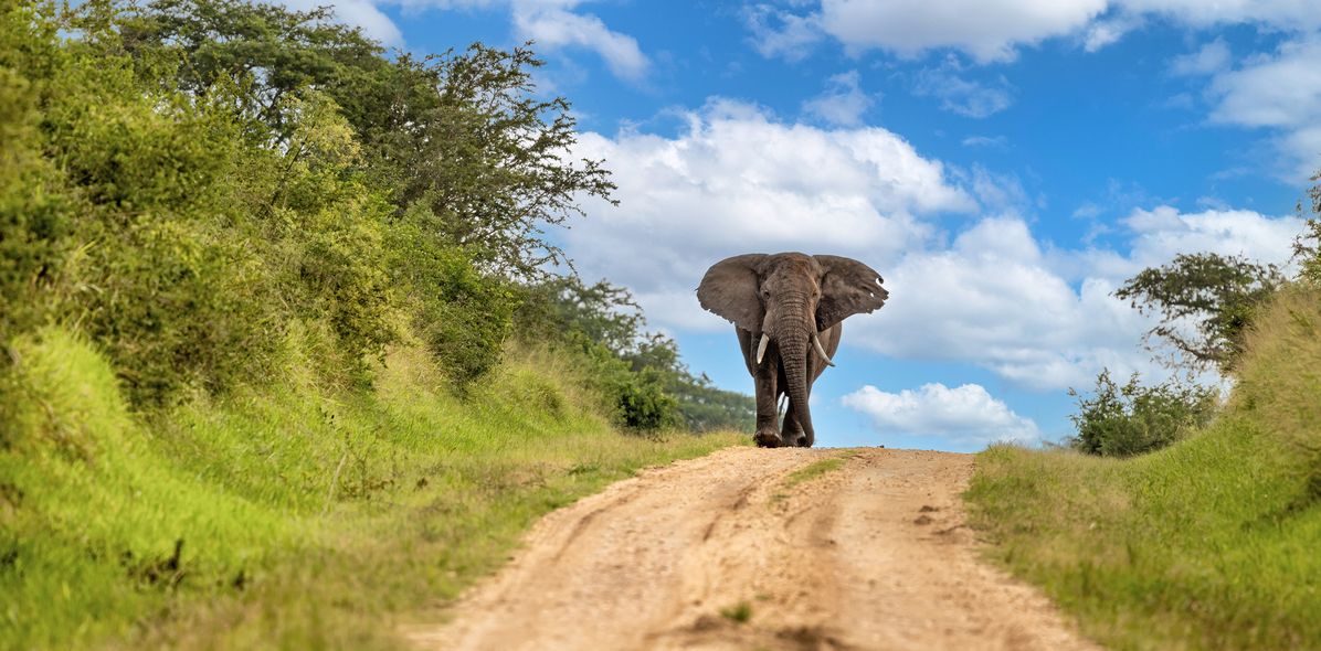 Elefant im Queen Elisabeth Nationalpark in Uganda