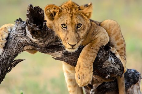 Löwenkind im Etosha Nationalpark