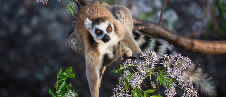Lemur auf einem Ast in Madagaskar blickt mit seinen braunen Augen in die Kamera