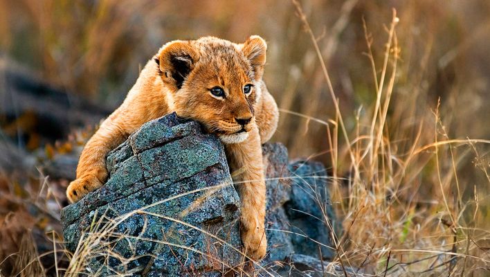 Kleiner Löwe in Südafrika