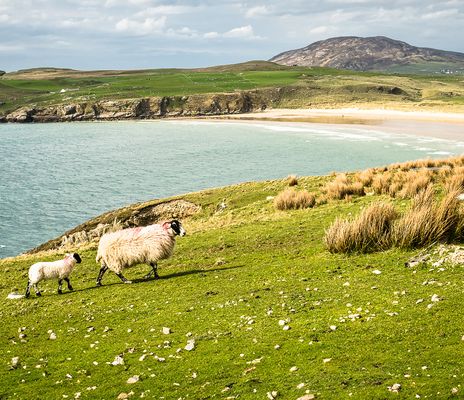 Schafe auf der Halbinsel Donegal in Irland