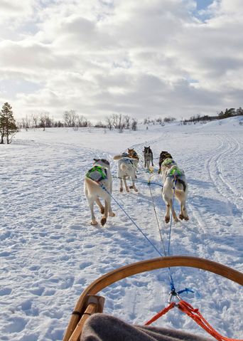 Hundeschlitten in Schweden