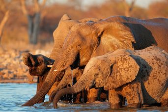 Elefanten im Etosha Nationalpark