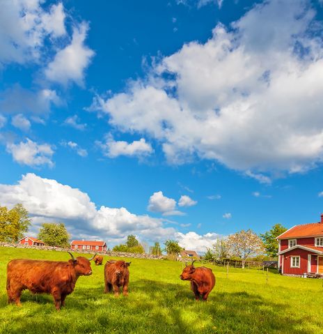 Kühe auf Wiese in Schweden