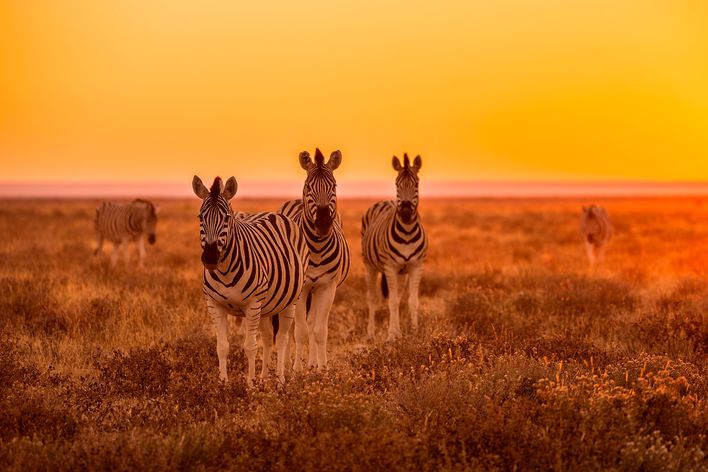 Zebras im Etosha Nationalpark