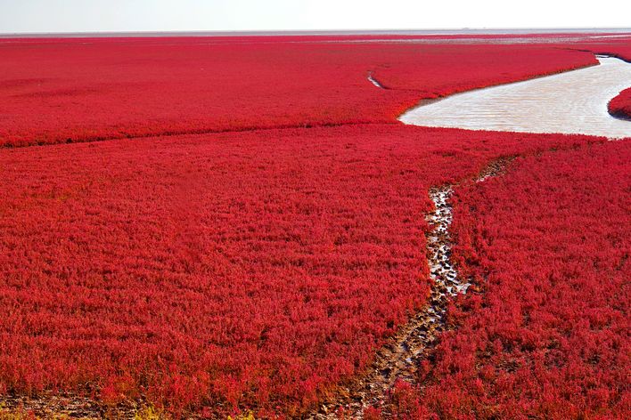 Der rote Sand, ein Fluss umgeben von unzähligen roten Pflanzen in Dawa, China