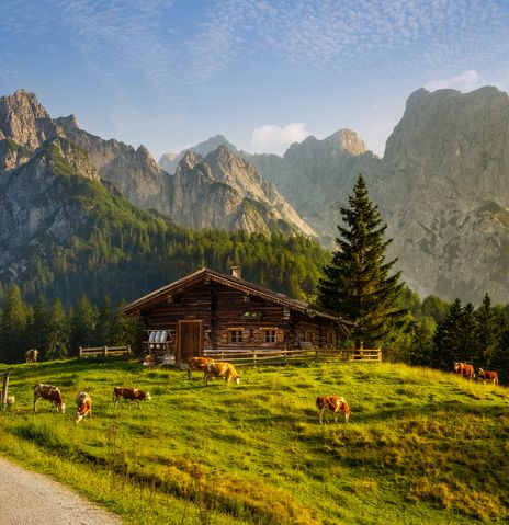 Landschaft mit Kühen und Hütte