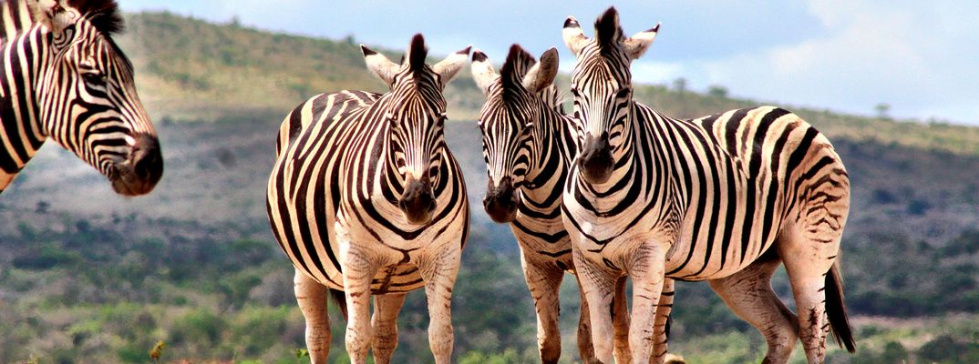 Zebras